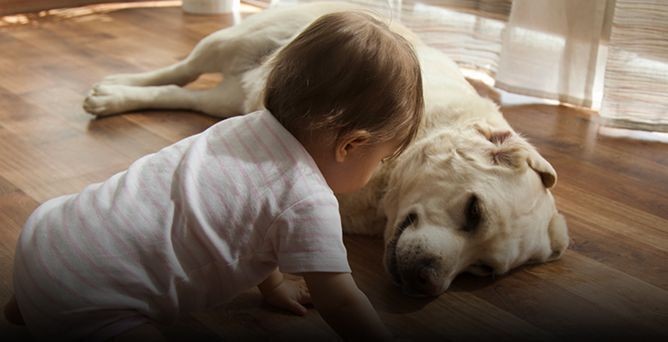 QUE CÃES SÃO ADEQUADOS PARA CRIANÇAS